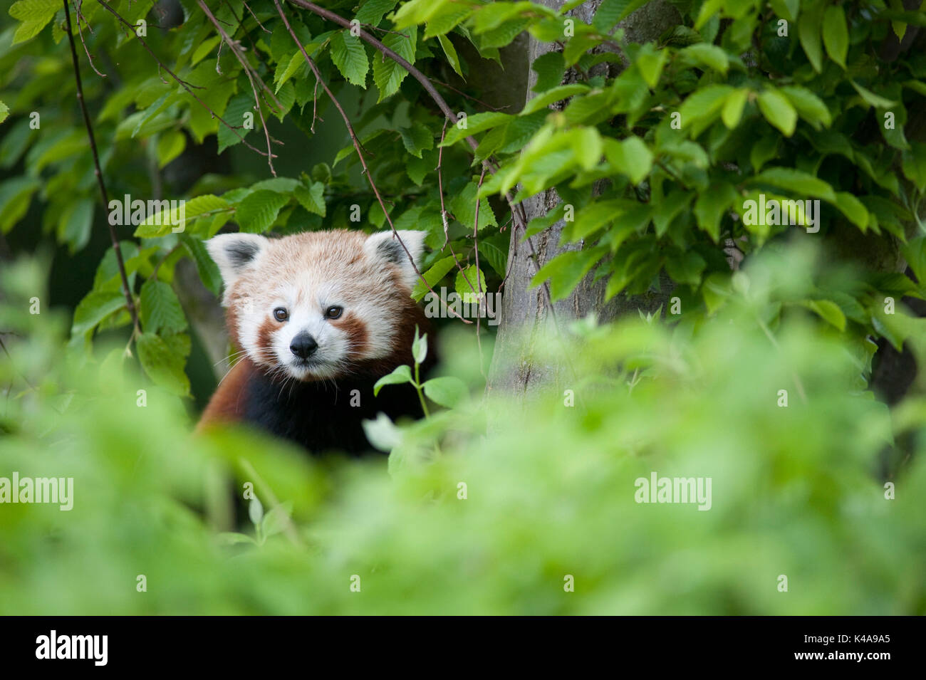 Le panda rouge, Ailurus fulgens, Captive, la Chine, le petit panda et chat rouge-bear, est un petit mammifère arboricole originaire de l'Himalaya oriental et le sud-ouest Banque D'Images