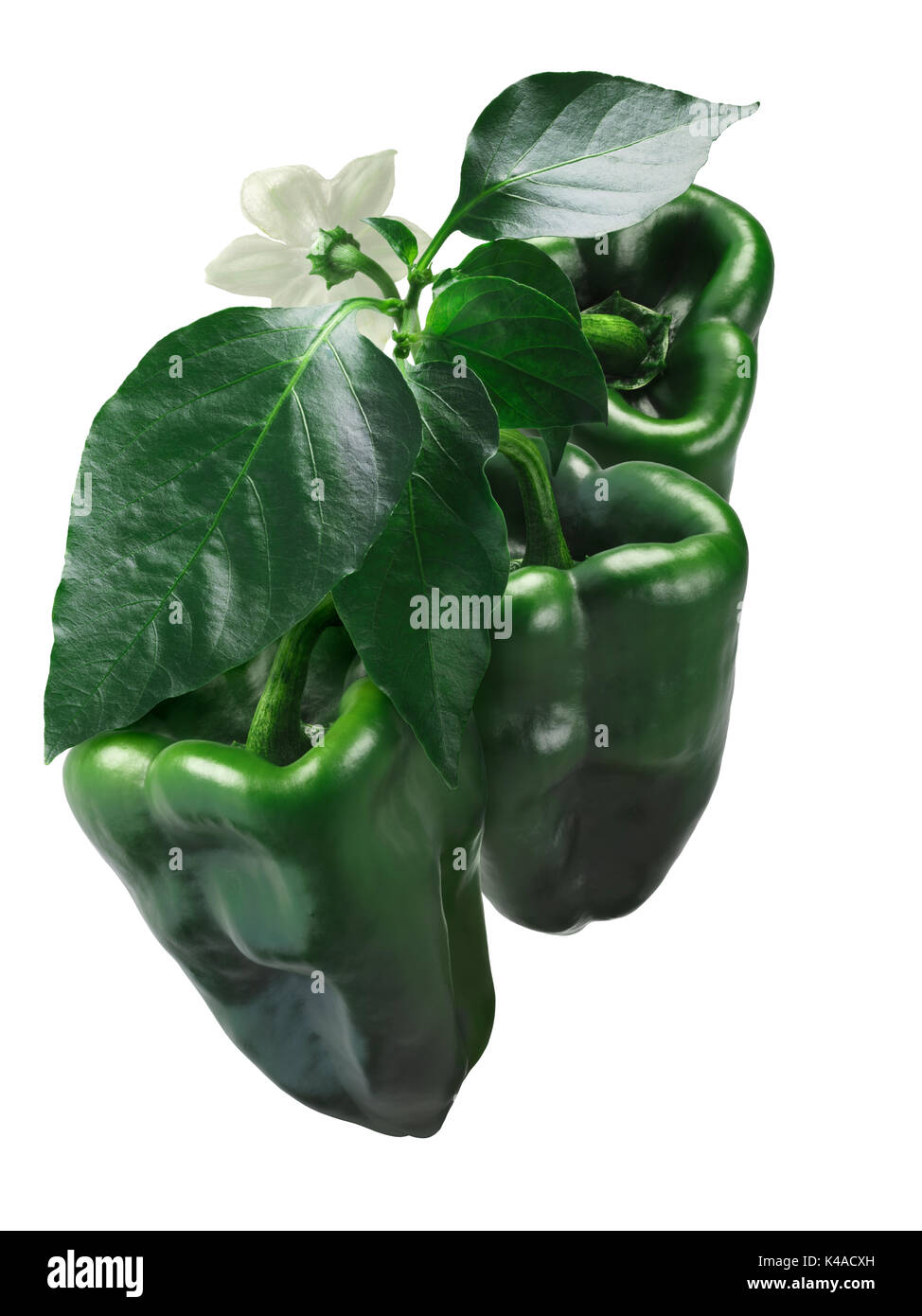Grande ancho de piment (Capsicum annuum), vert, en pleine croissance. Chemins de détourage Banque D'Images