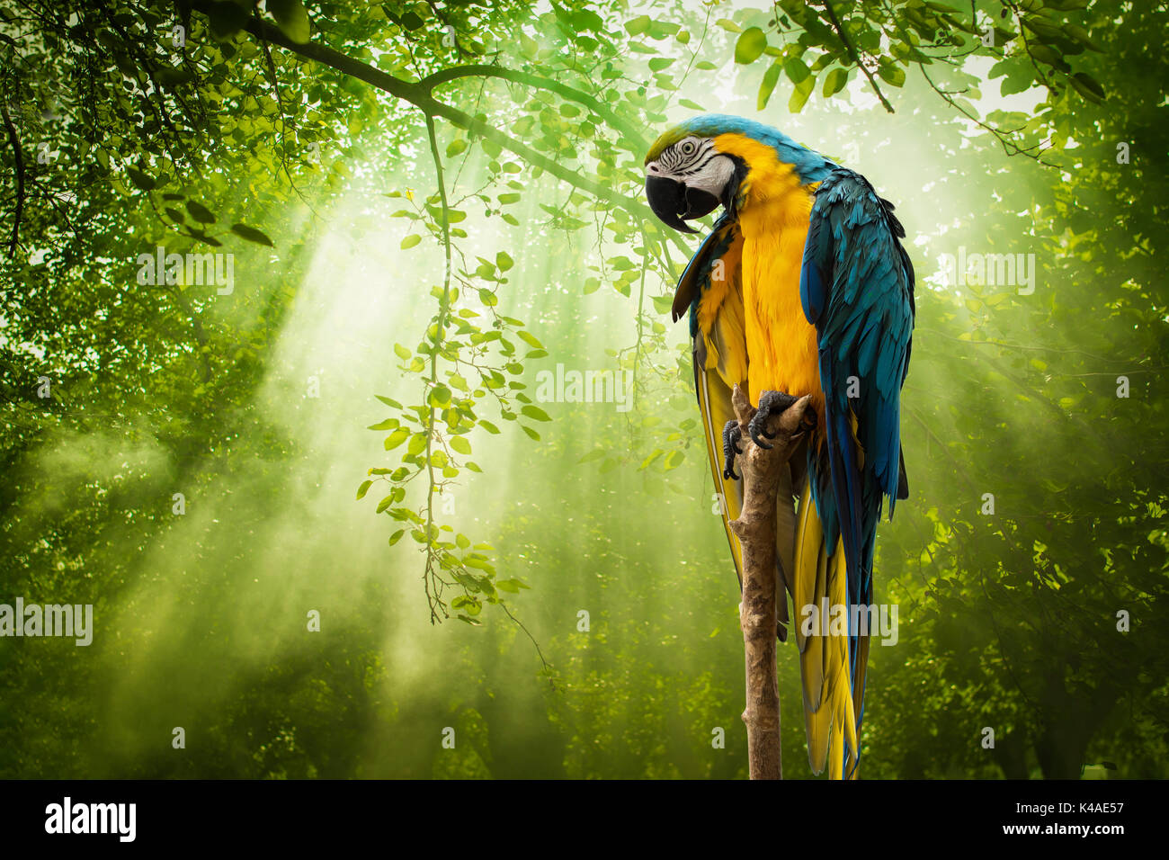 Macaw parrot et rayons de soleil sur la forêt verte Banque D'Images
