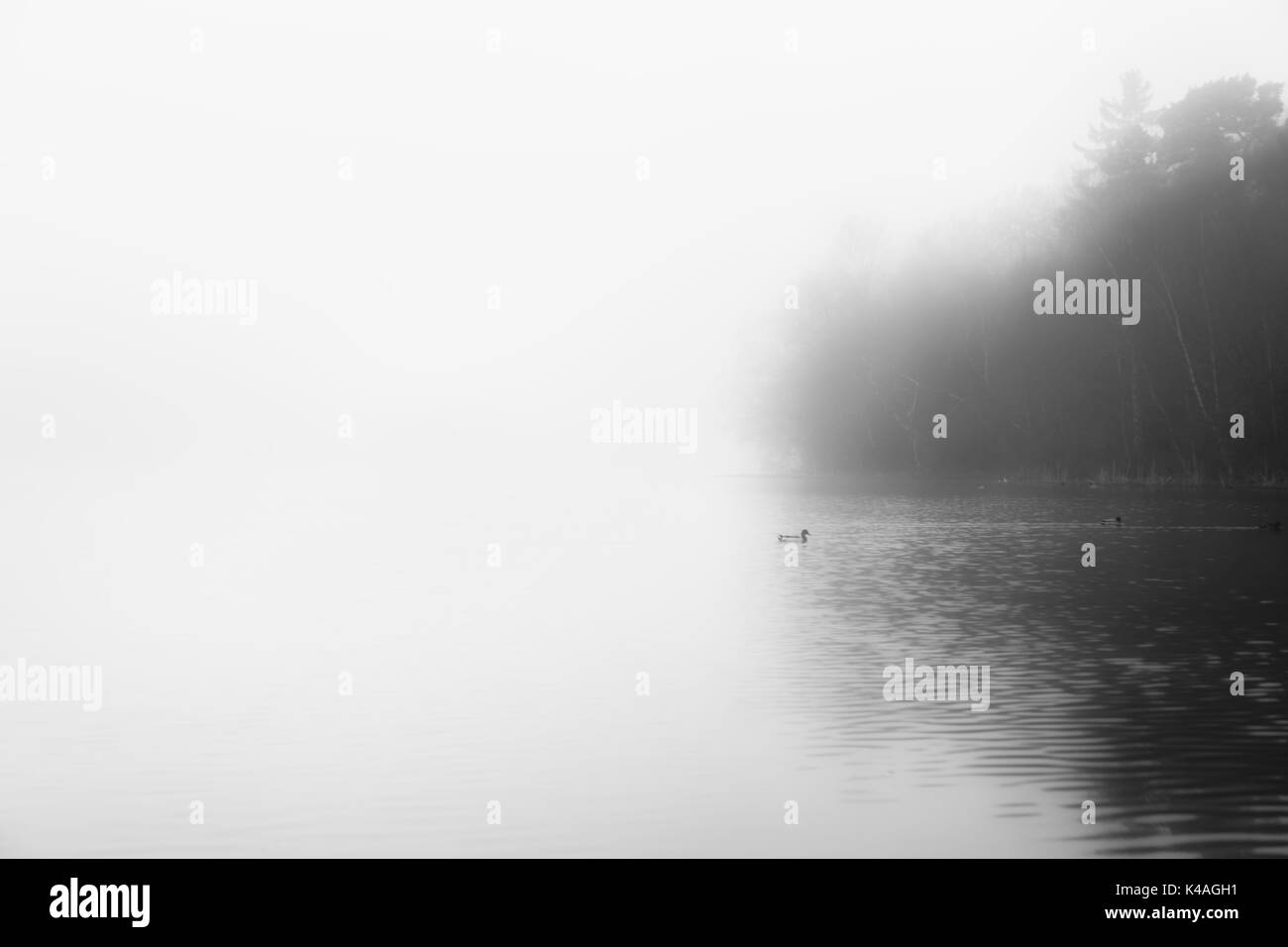 Un matin d'hiver brumeux à Sutton Park, Birmingham Banque D'Images