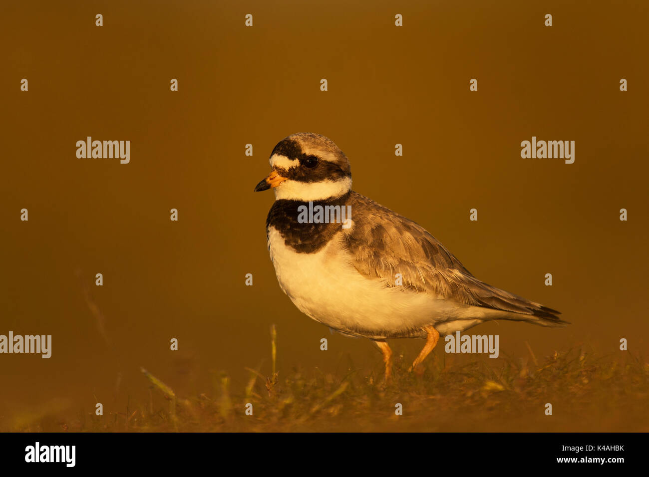 Ringed Plover (Charadrius hiaticula), Texel, Hollande du Nord, Pays-Bas Banque D'Images