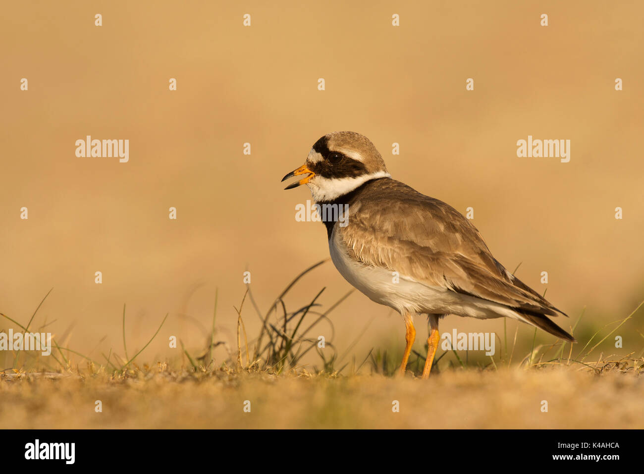 Ringed Plover (Charadrius hiaticula), Texel, Hollande du Nord, Pays-Bas Banque D'Images