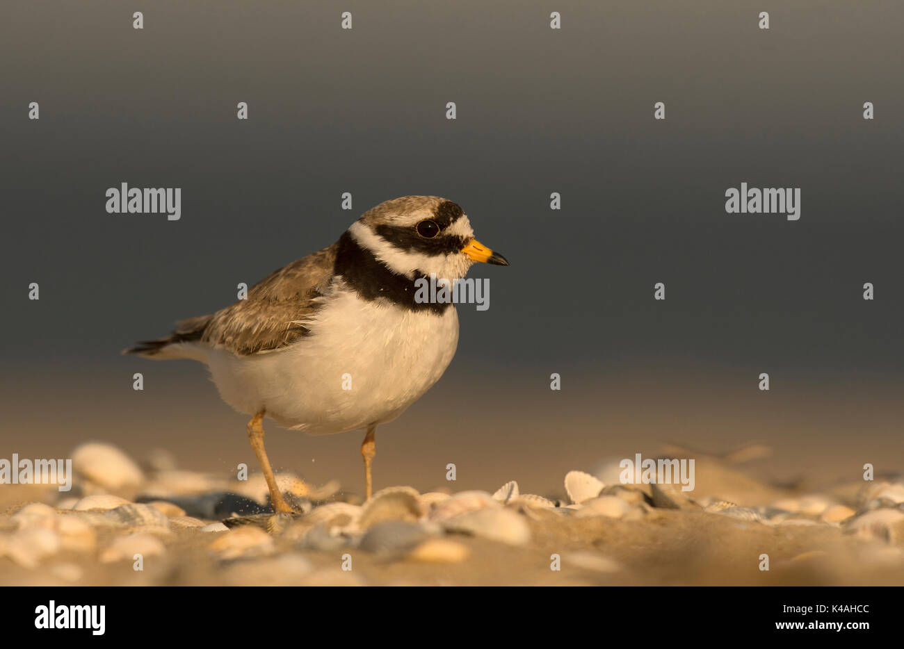 Ringed Plover (Charadrius hiaticula), Texel, Hollande du Nord, Pays-Bas Banque D'Images