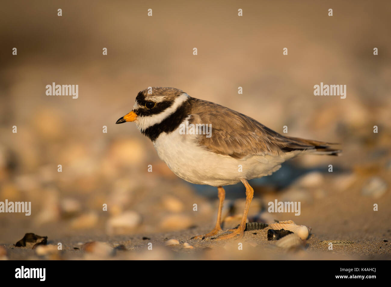 Ringed Plover (Charadrius hiaticula), Texel, Hollande du Nord, Pays-Bas Banque D'Images