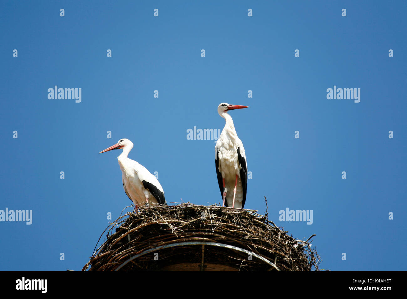 Cigogne Blanche (Ciconia ciconia), cigognes, couple d'animaux, Nid, Bade-Wurtemberg, Allemagne Banque D'Images