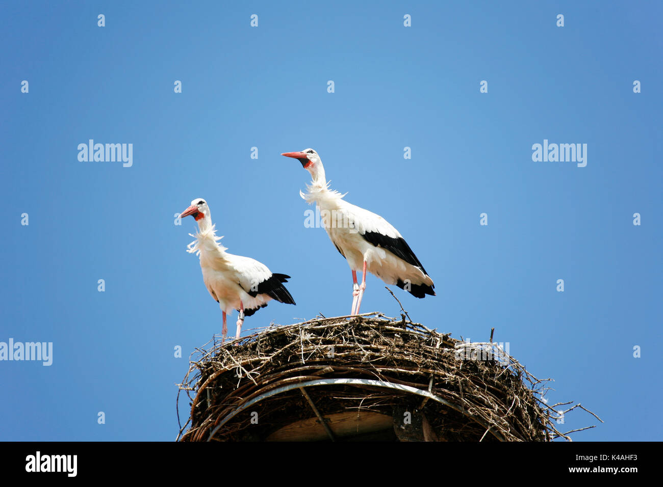 Cigogne Blanche (Ciconia ciconia), cigognes, couple d'animaux, Nid, Bade-Wurtemberg, Allemagne Banque D'Images