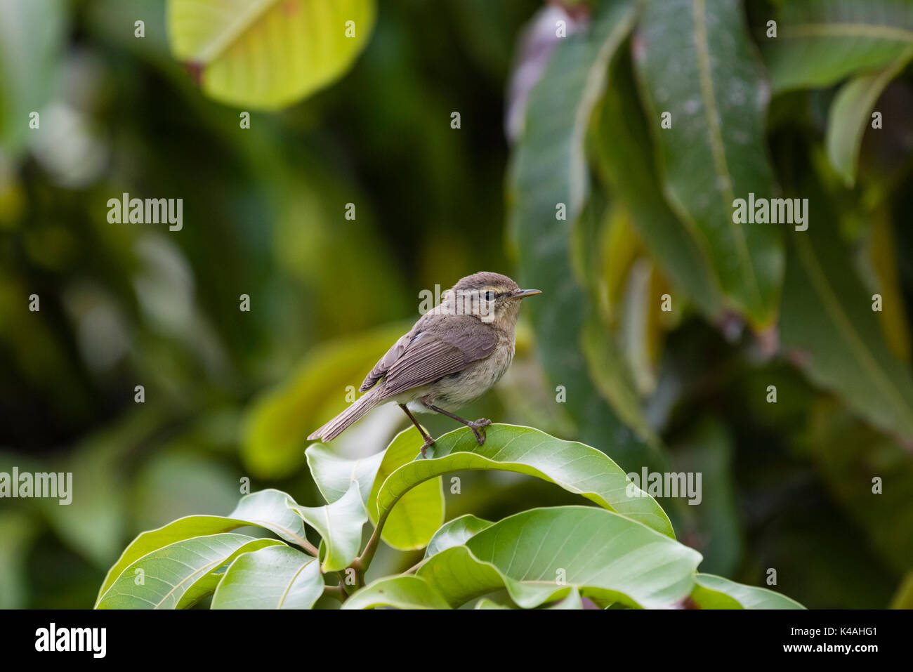 Canaries (« récent phylloscopus canariensis) sur feuille verte, El hierro, îles canaries, espagne Banque D'Images