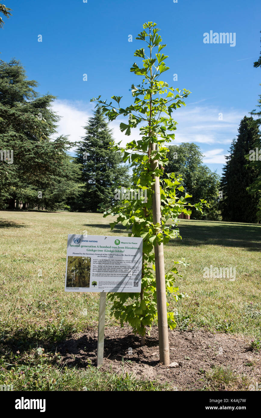 Arbre de ginkgo (ginkgo biloba) d'Hiroshima, 2e génération de l'arbres survivants après la chute de la bombe atomique en 1945, Banque D'Images