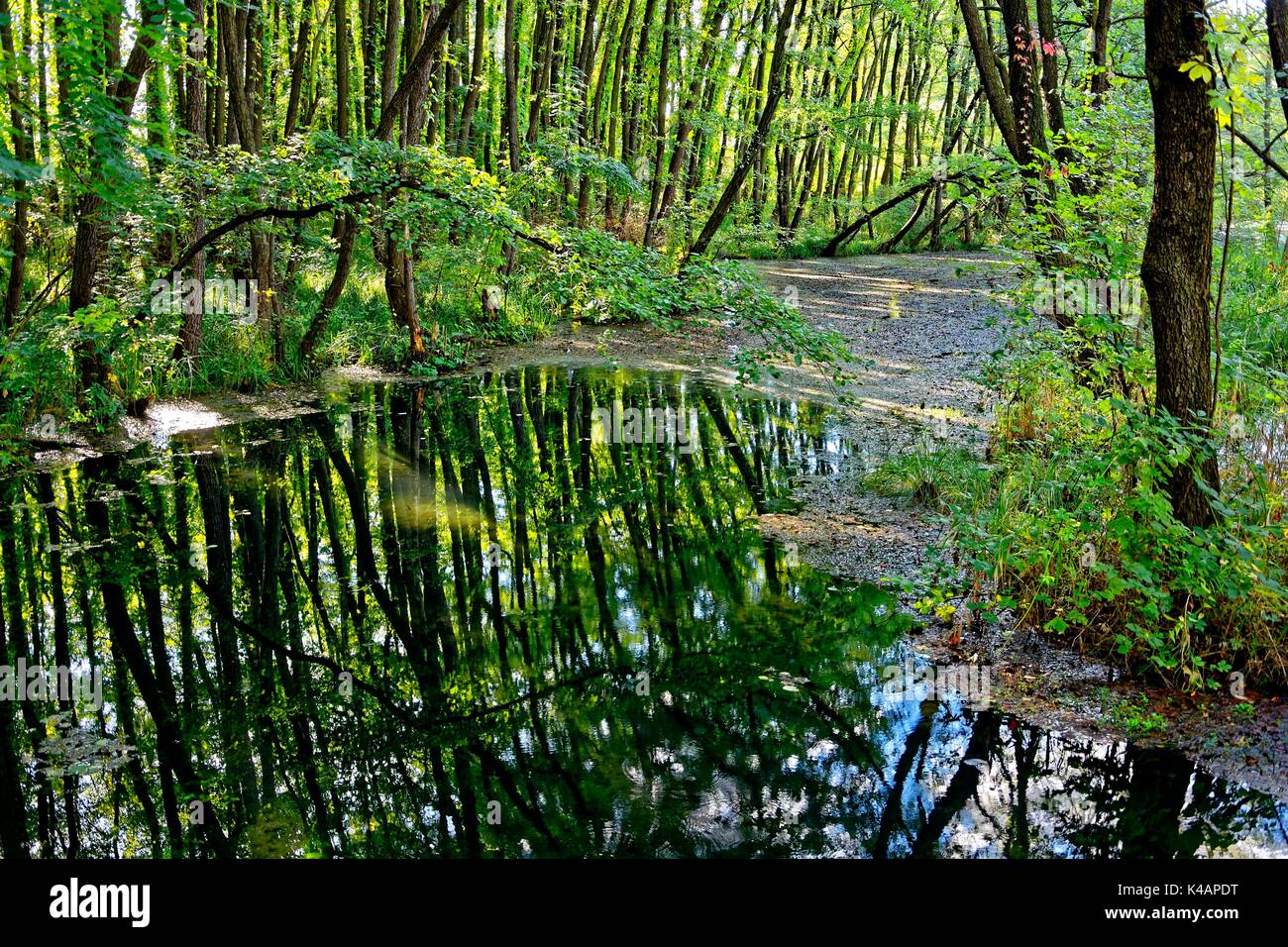 L'eau ressort comme une forêt marécageuse de l'habitat terrestre Banque D'Images