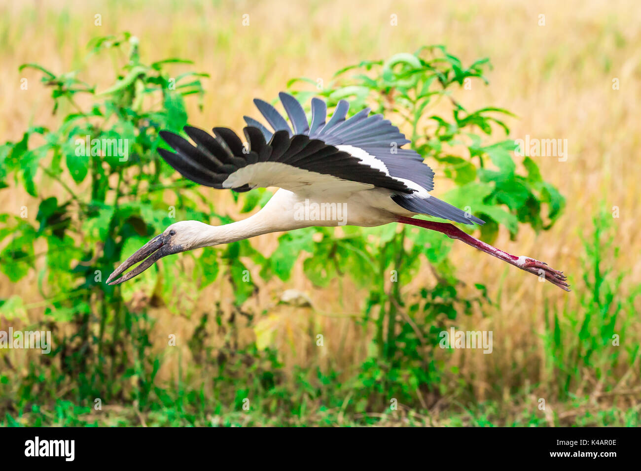 Openbill asiatique vol Banque D'Images