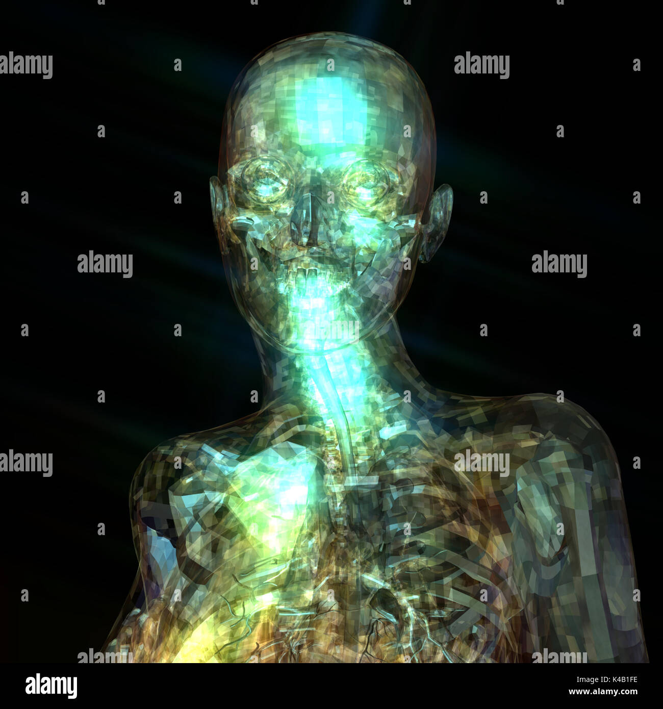 Illustration 3D d'une anatomie humaine Banque D'Images