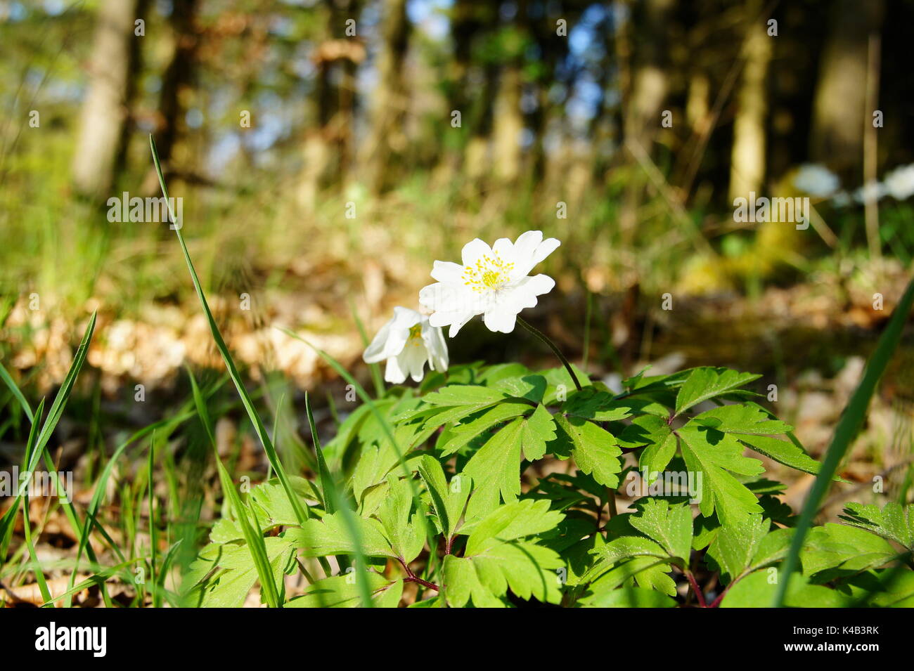 Petit Début de fleurs blanches sur le sol de la forêt, l'anémone sauvage Banque D'Images