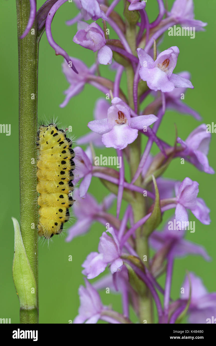 Chenille de papillon Banque D'Images