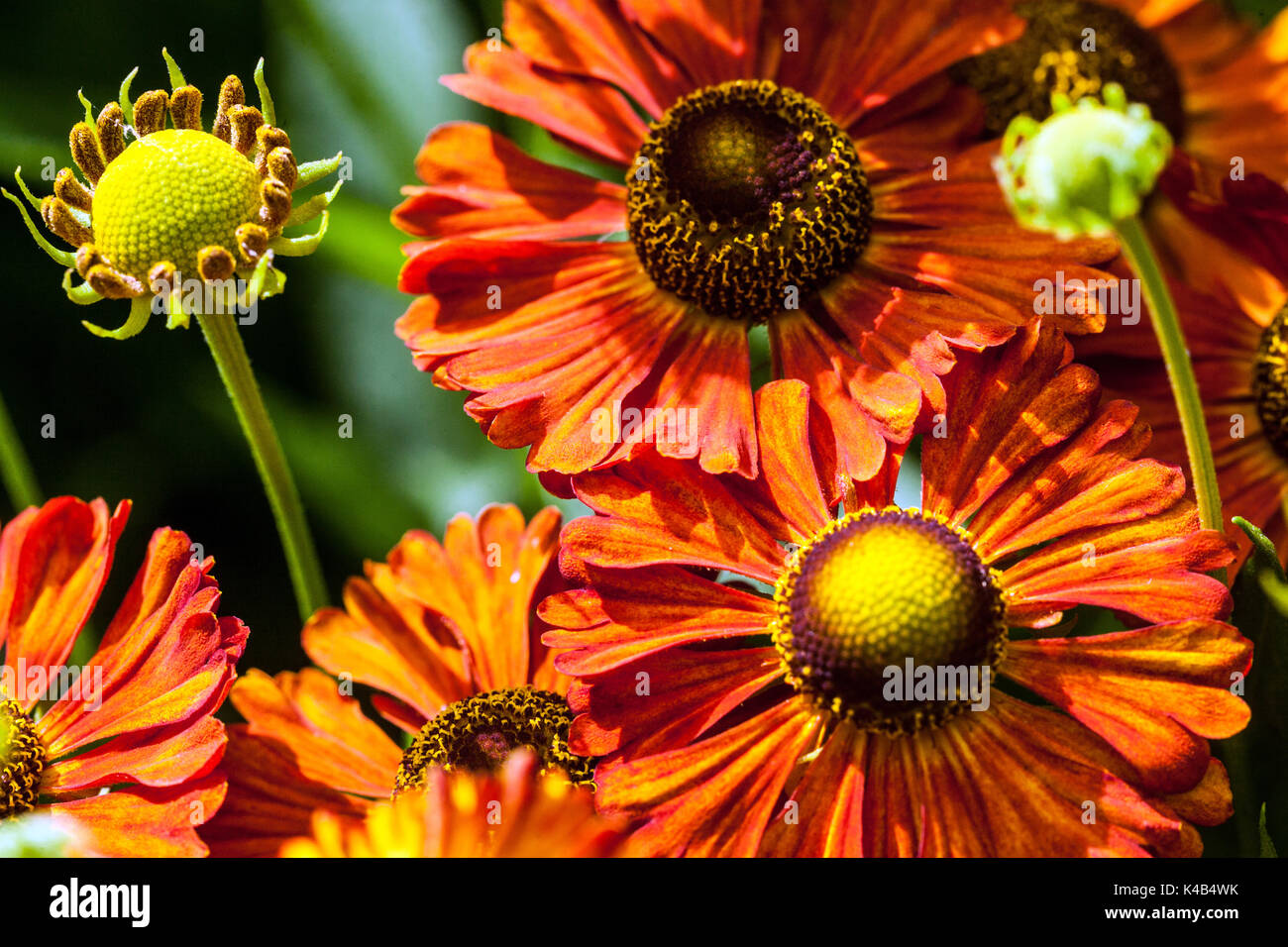 Fleurs de Helenium orange 'Kupferziegel', Sneezeweed Banque D'Images