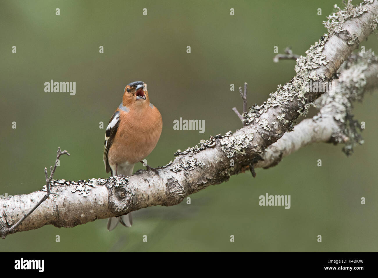 Fringilla coelebs Chaffinch commun mâle en juin Ecosse Highlands chanson Banque D'Images