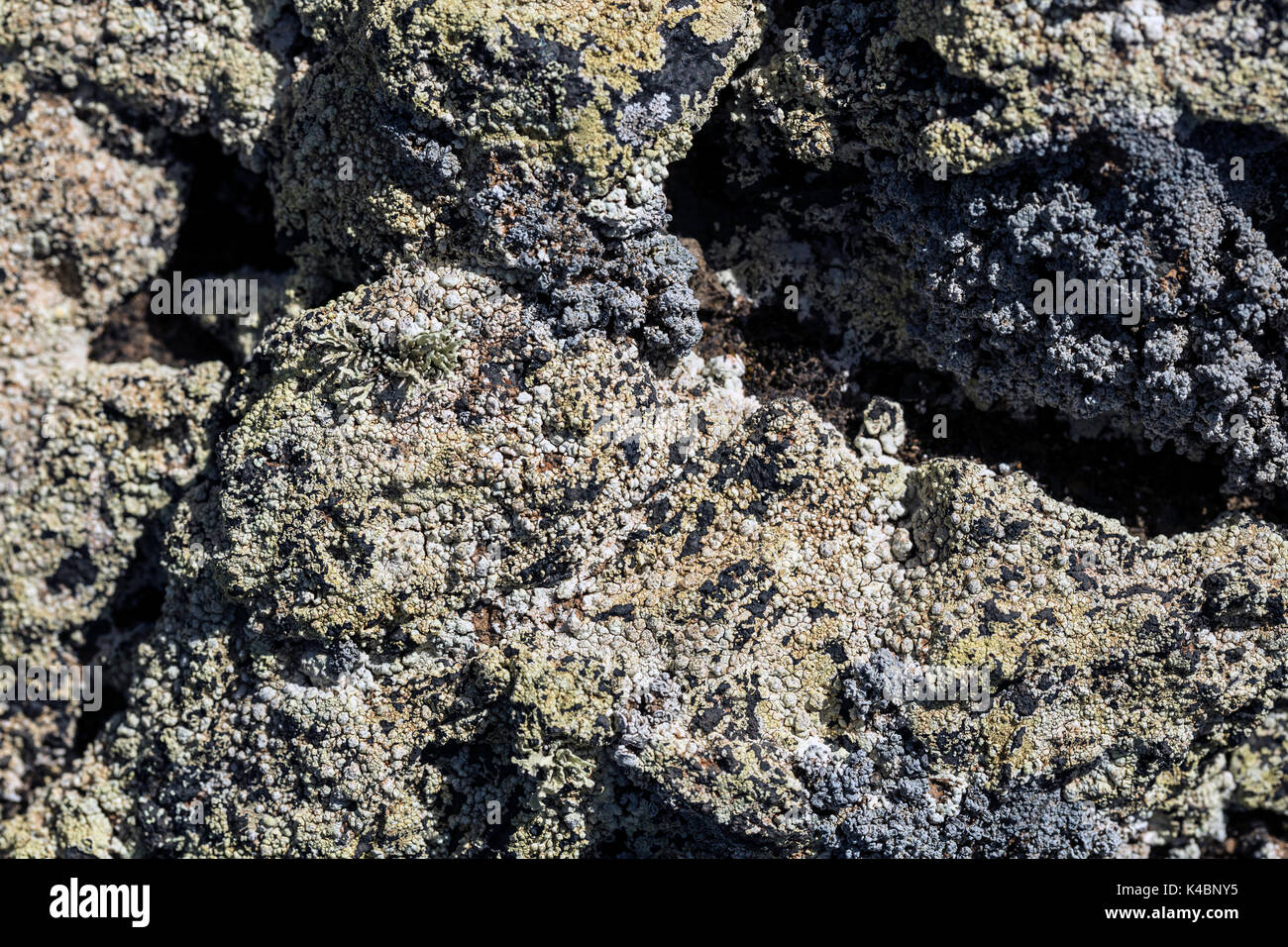 Les premières plantes et fleurs d'une nouvelle végétation de l'écoulement de lave froide à mancha blanca, Lanzarote, îles canaries, espagne Banque D'Images
