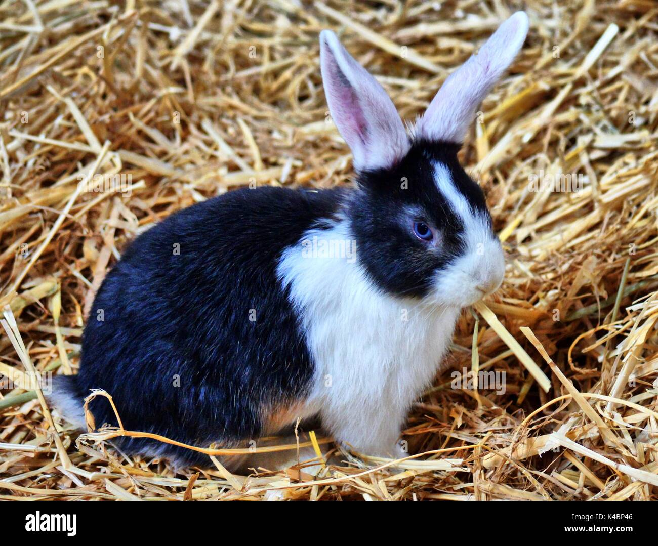 Bebe Lapin Blanc Noir Aux Yeux Bleus Photo Stock Alamy