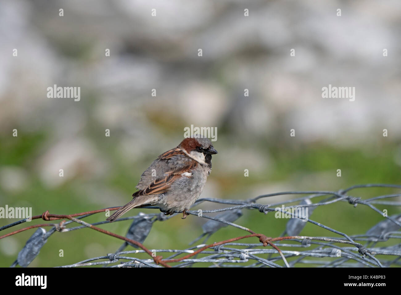 Moineau domestique Passer domesticus homme Juin Northumberland Banque D'Images