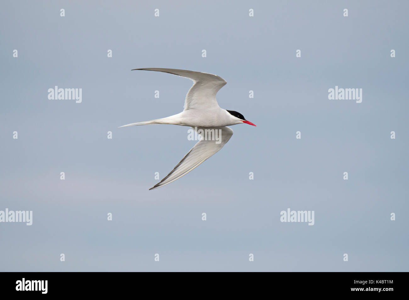 Sterne arctique Sterna paradisaea Juin Shetland adultes Banque D'Images