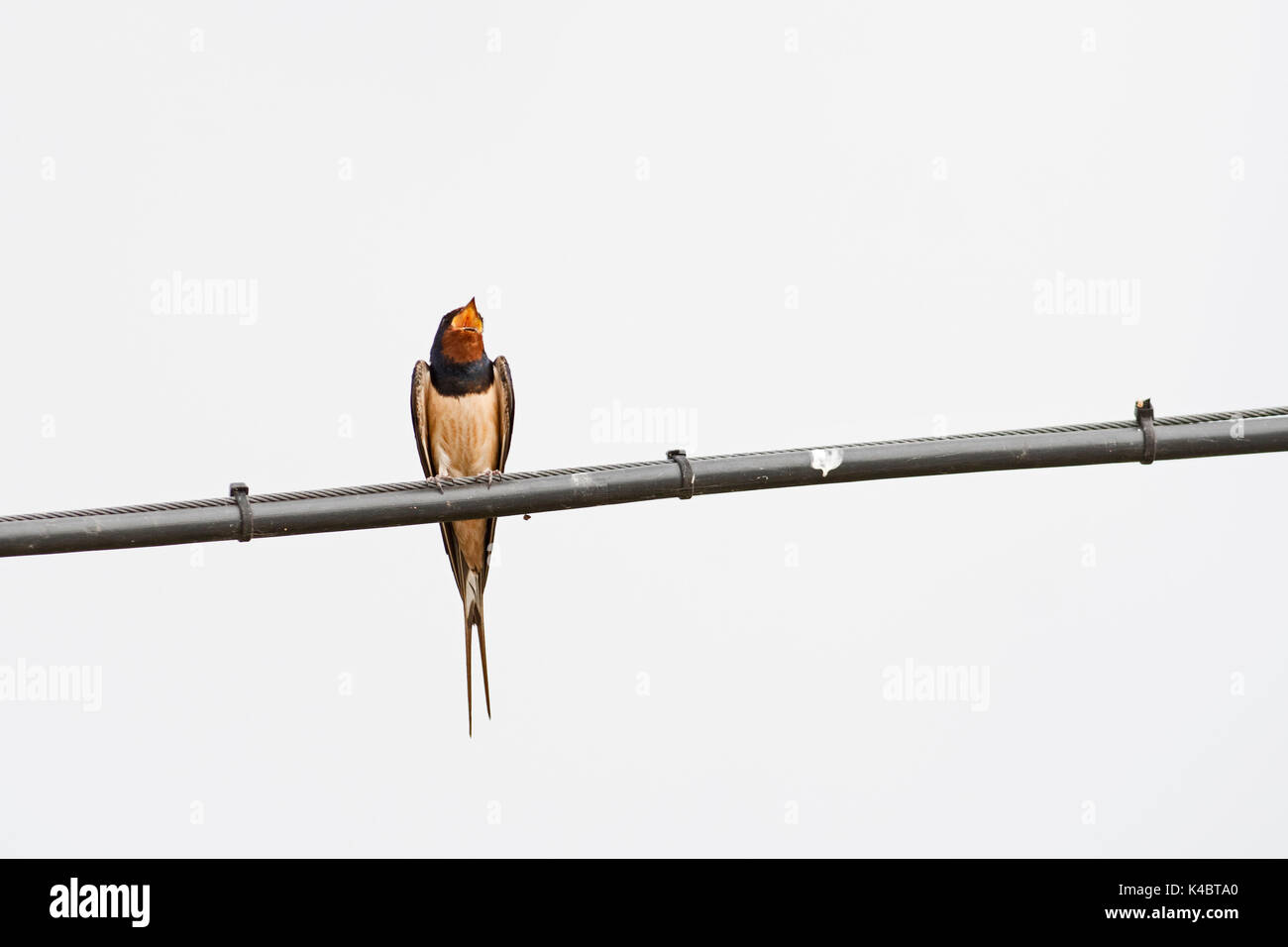 Hirondelle rustique Hirundo rustica chanter par téléphone sur le fil de l'été de Northumberland Banque D'Images Hirondelle rustique Hirundo rustica chanter par téléphone sur le fil de l'été de Northumberland Banque D'Images