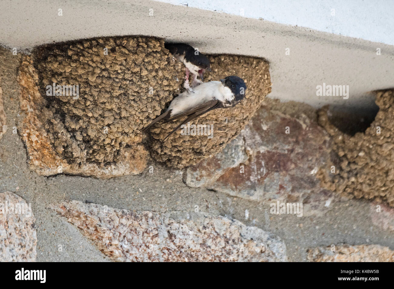 Delichon urbicum Common House Martin au nid Juillet Northumberland Banque D'Images