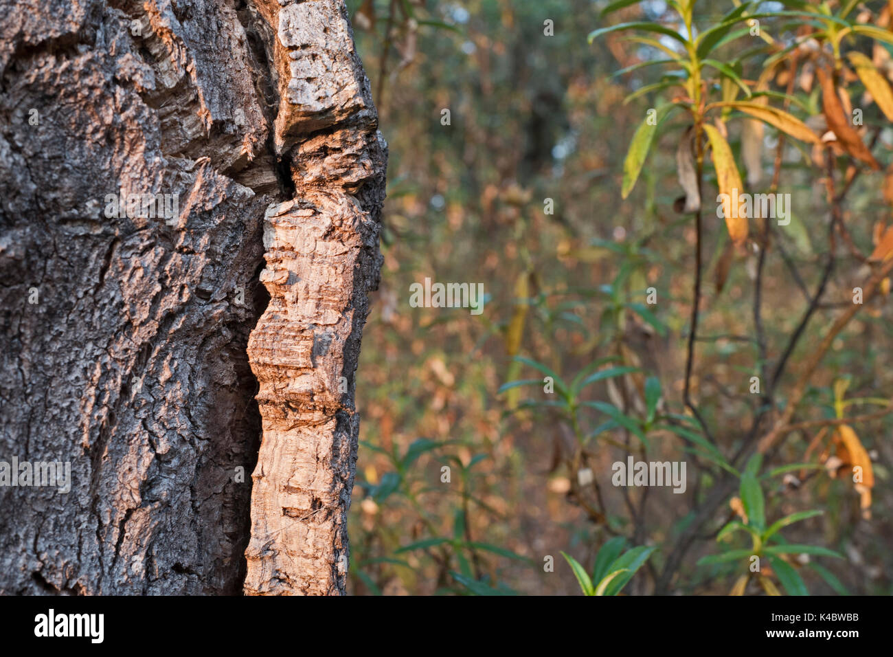 Forêt de chêne liège commercial dans le Parc Naturel Arribes del Duero (Parque Natural de Arribes del Duero) près de Pinilla de Lerma Espagne Juin Banque D'Images