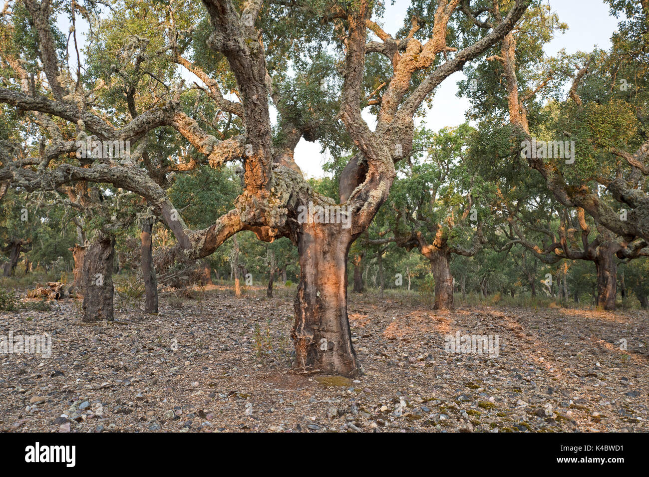 Forêt de chêne liège commercial dans le Parc Naturel Arribes del Duero (Parque Natural de Arribes del Duero) près de Pinilla de Lerma Espagne Juin Banque D'Images