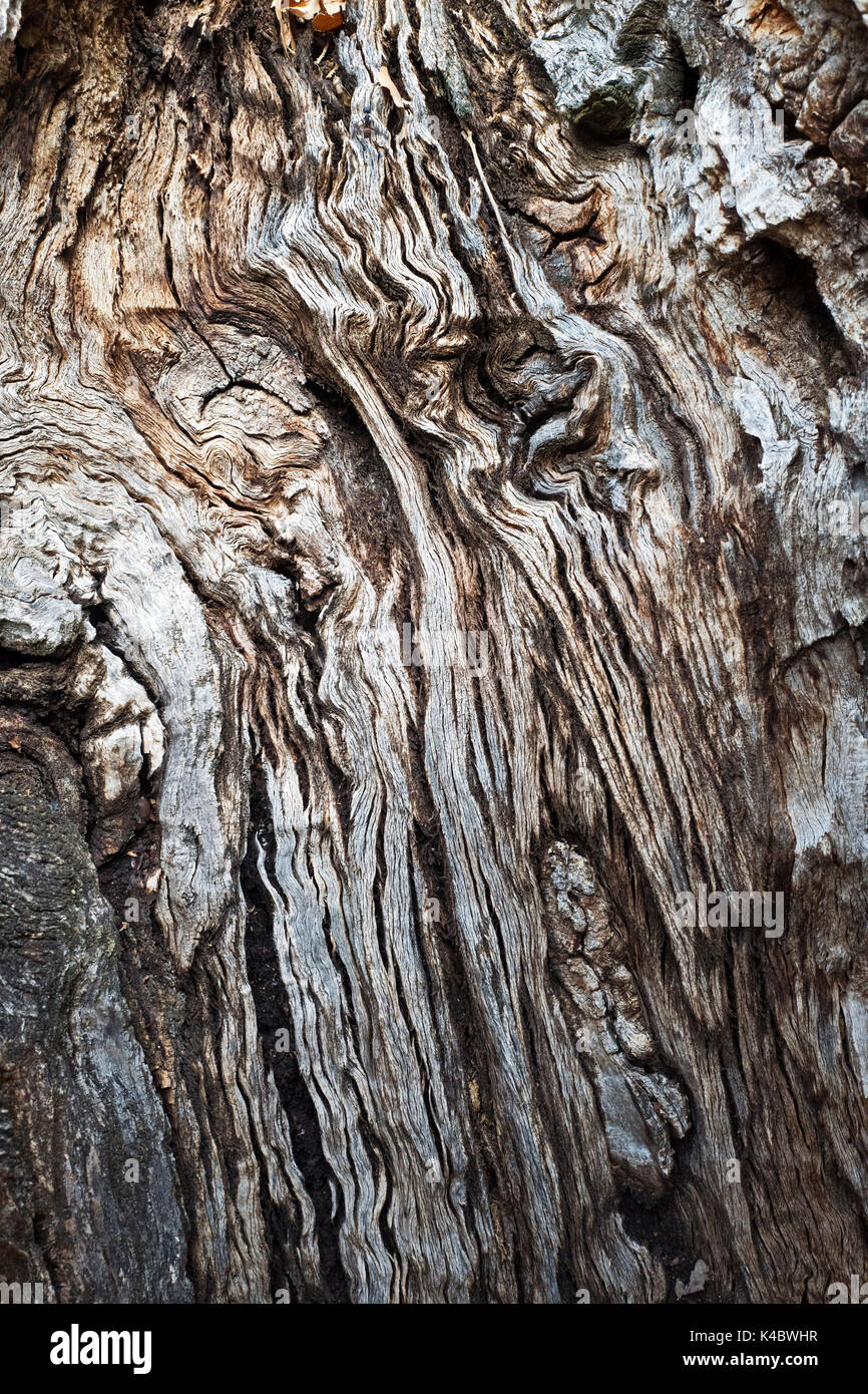 Détail du tronc en liège Coak en forêt de chêne liège commercial dans le Parc Naturel Arribes del Duero (Parque Natural de Arribes del Duero) près de Pinilla de Fer Banque D'Images