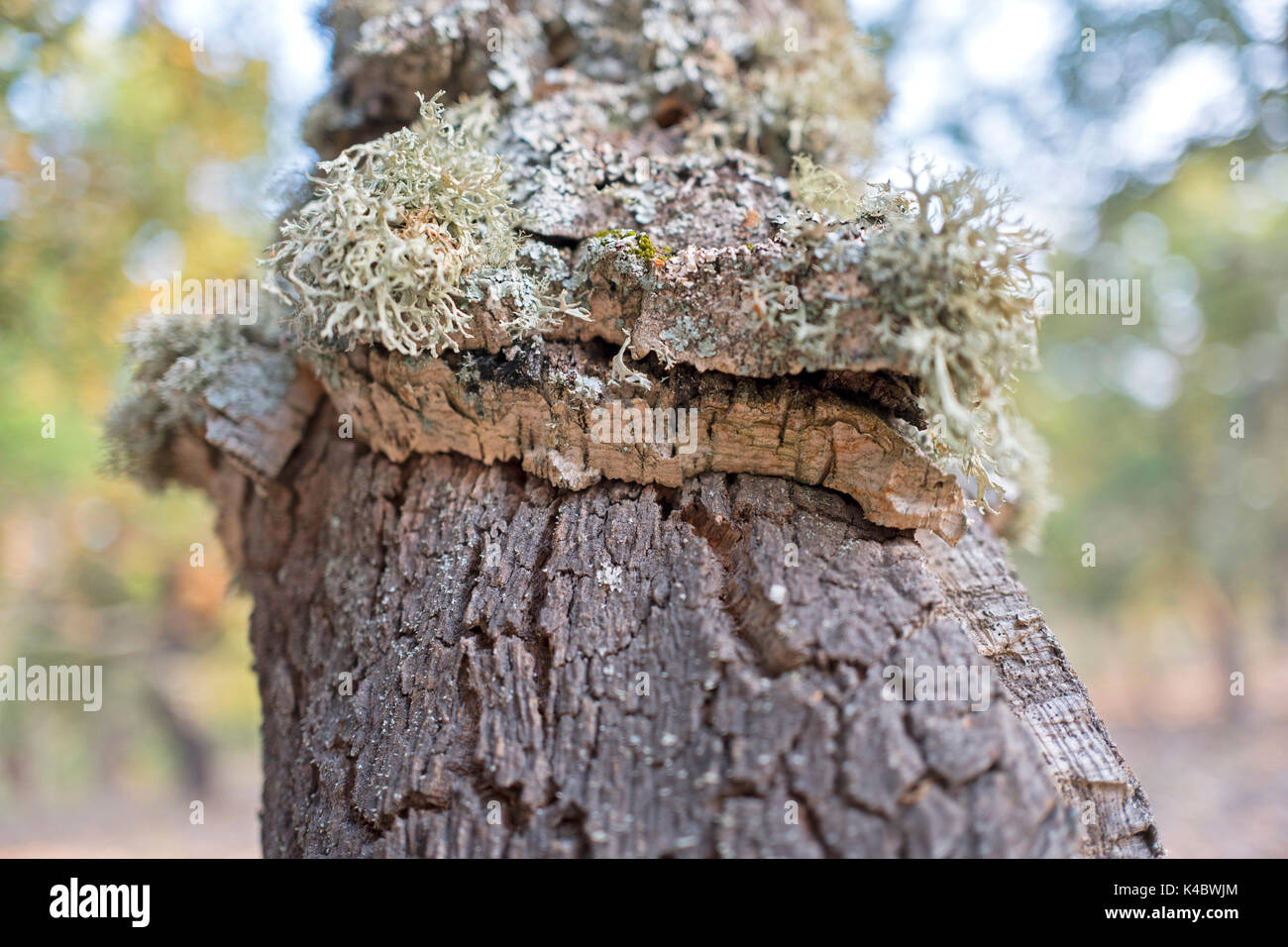 Tronc de chêne-liège en forêt dans le Parc Naturel Arribes del Duero (Parque Natural de Arribes del Duero) près de Pinilla de Lerma Espagne J Banque D'Images