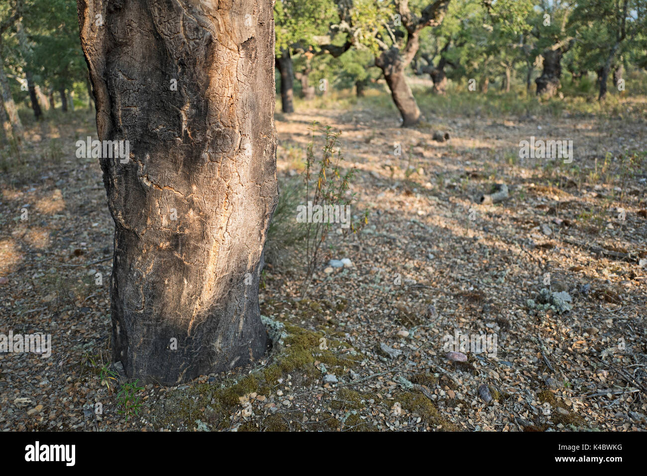 Forêt de chêne liège commercial dans le Parc Naturel Arribes del Duero (Parque Natural de Arribes del Duero) près de Pinilla de Lerma Espagne Juin Banque D'Images