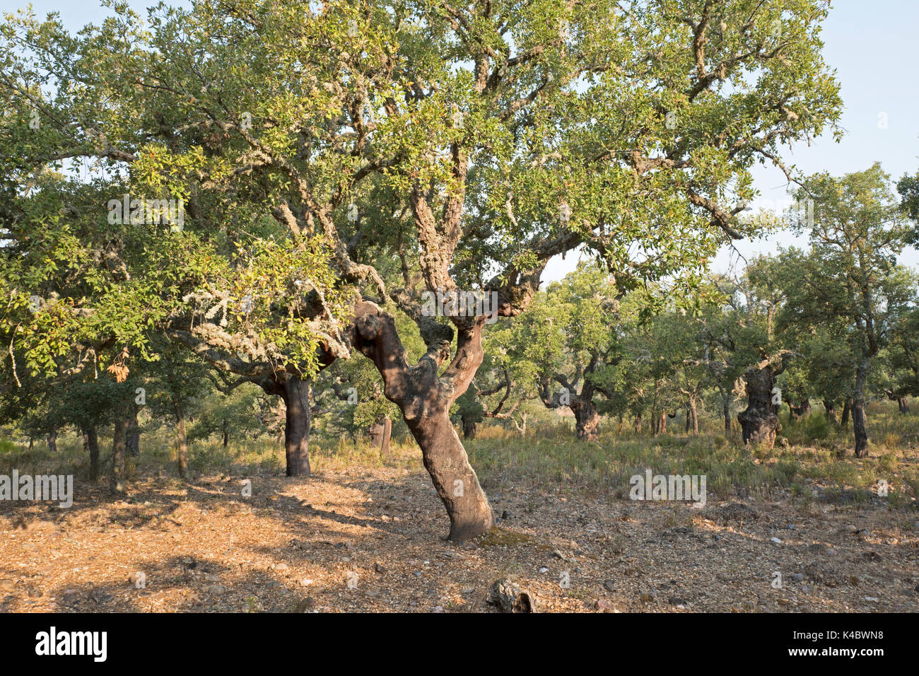Forêt de chêne liège commercial dans le Parc Naturel Arribes del Duero (Parque Natural de Arribes del Duero) près de Pinilla de Lerma Espagne Juin Banque D'Images