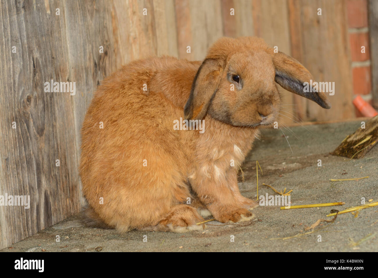 Oreilles de lapin brun avec un balai dans une grange d'une ferme Banque D'Images