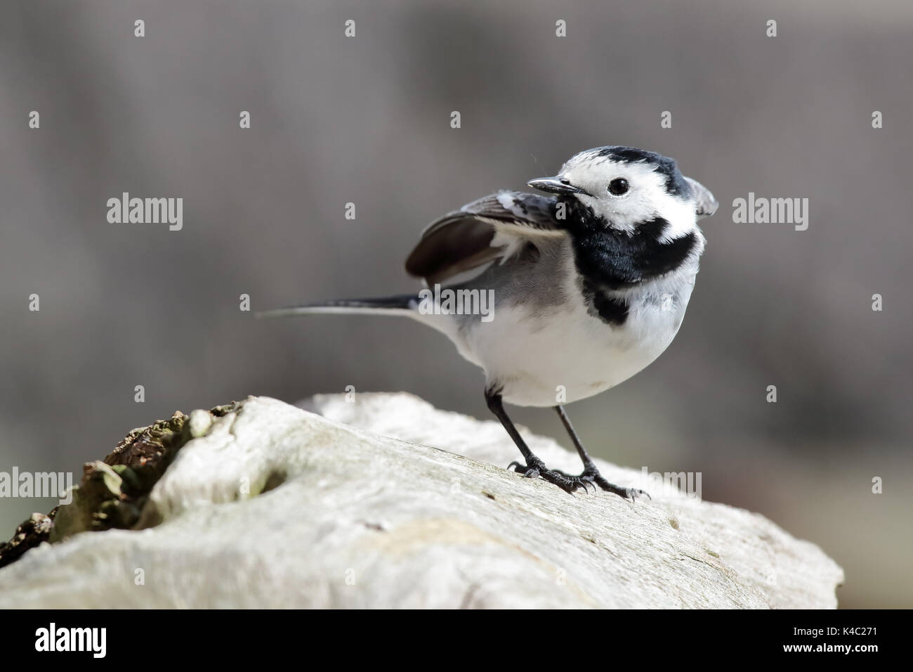 Bergeronnette printanière sur une souche d'arbre Banque D'Images