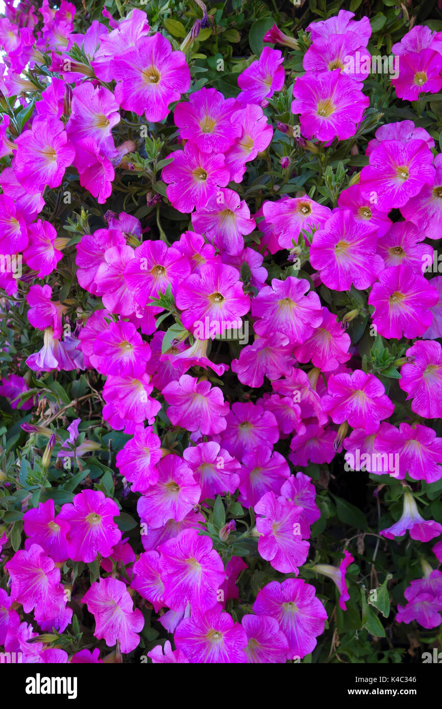 La floraison des géraniums sur le mur Banque D'Images