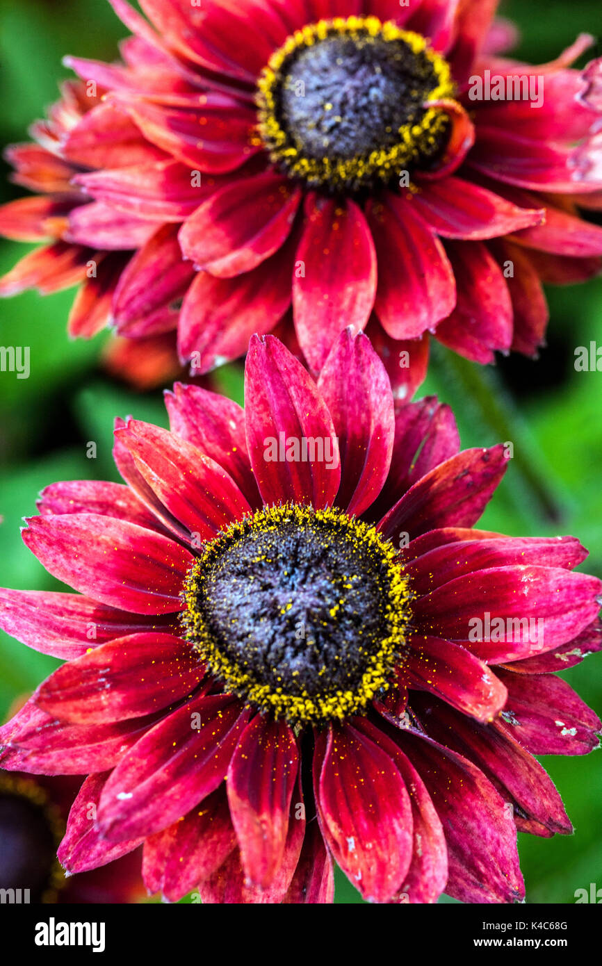 Rudbeckia rouge « Cherry Brandy » Banque D'Images
