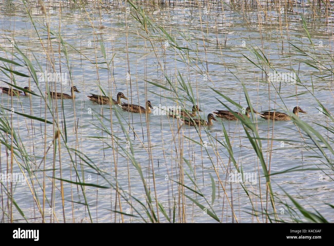 Canards nageurs dans les roseaux Banque D'Images