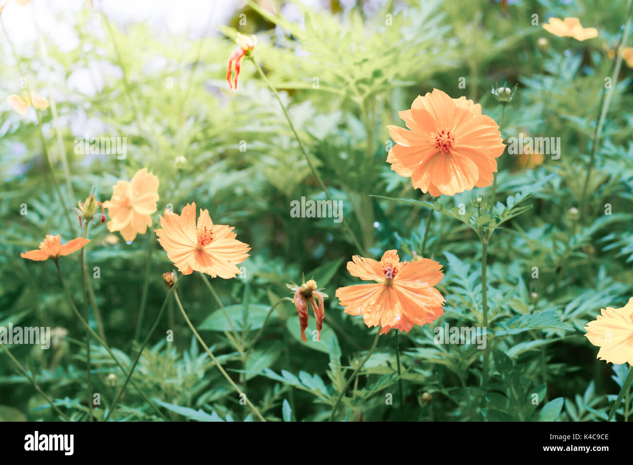 Fleurs cosmos jaune avec du soleil le matin. cosmos est également connu sous le nom de Cosmos sulphureus. (Vintage) Banque D'Images