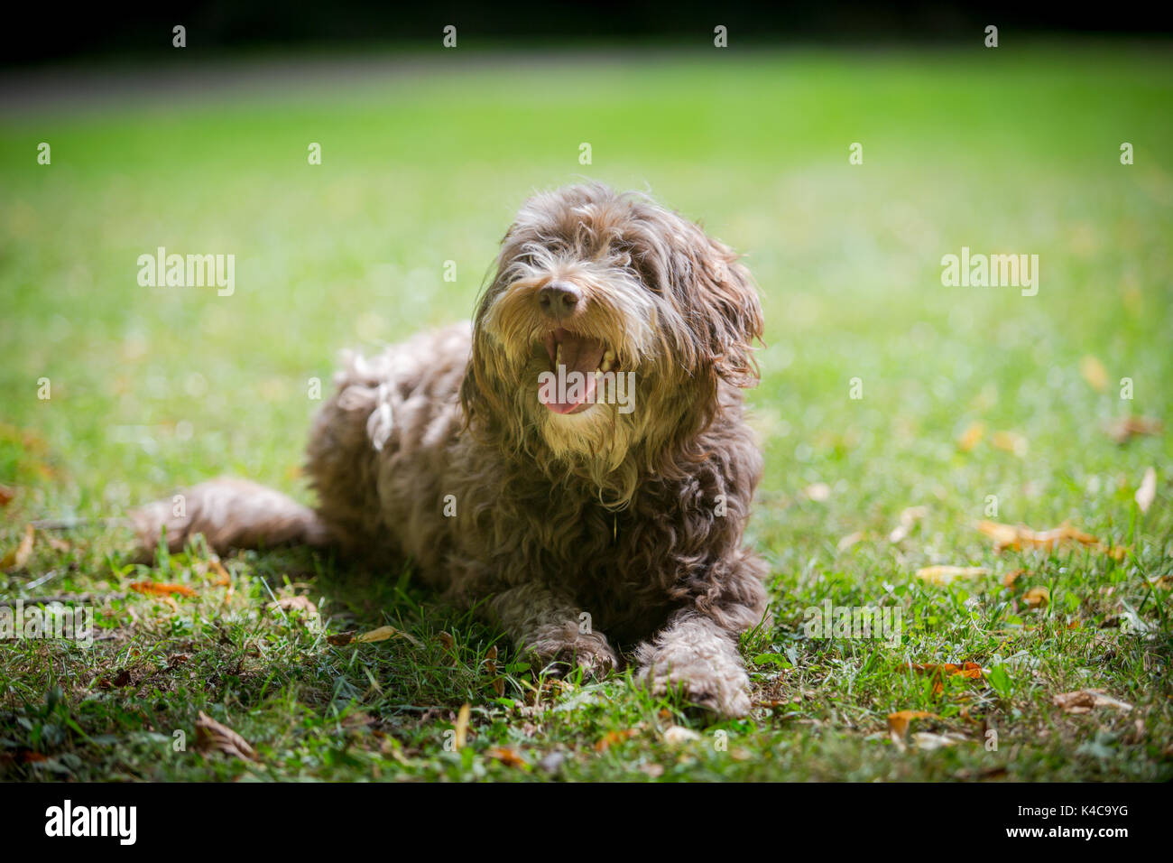 Mixed border collie chien caniche et couché dans l'herbe dans un parc Banque D'Images