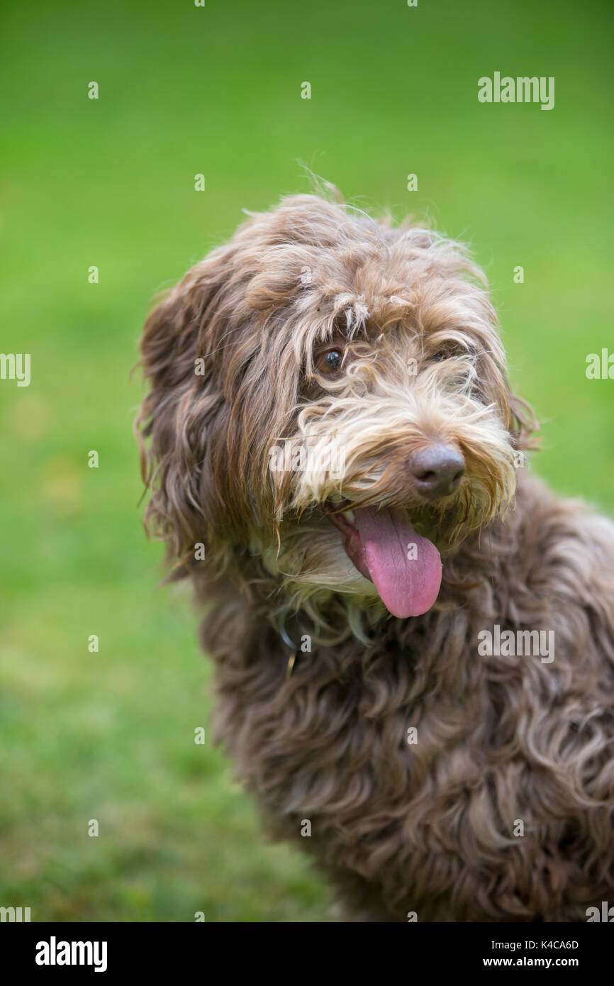 La tête et le visage d'un border collie et chien de race caniche mix Banque D'Images
