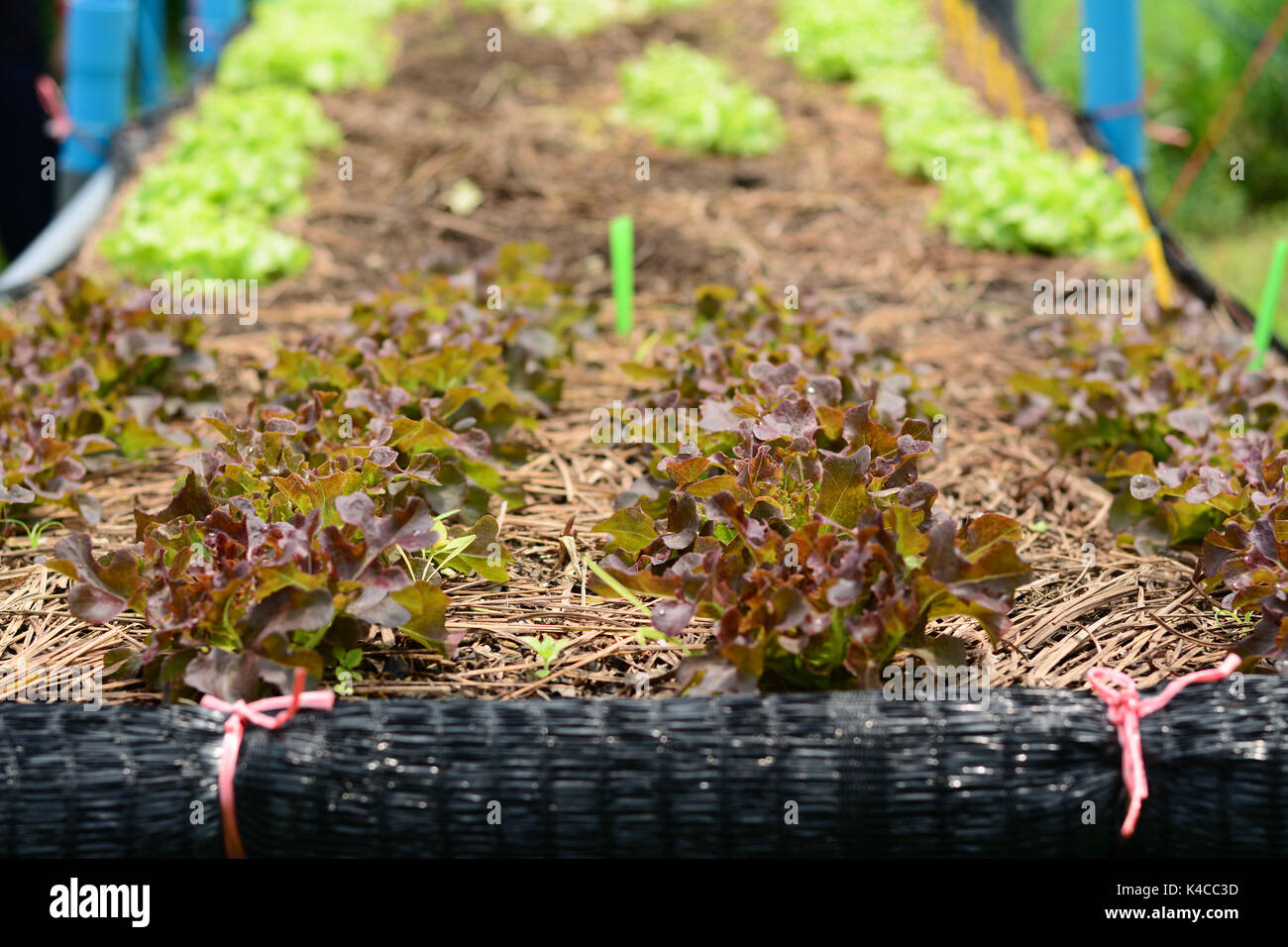 Ferme de légumes hydroponiques, l'agriculture et l'alimentation concept. (Chêne vert et de chêne rouge) salade de laitue Banque D'Images