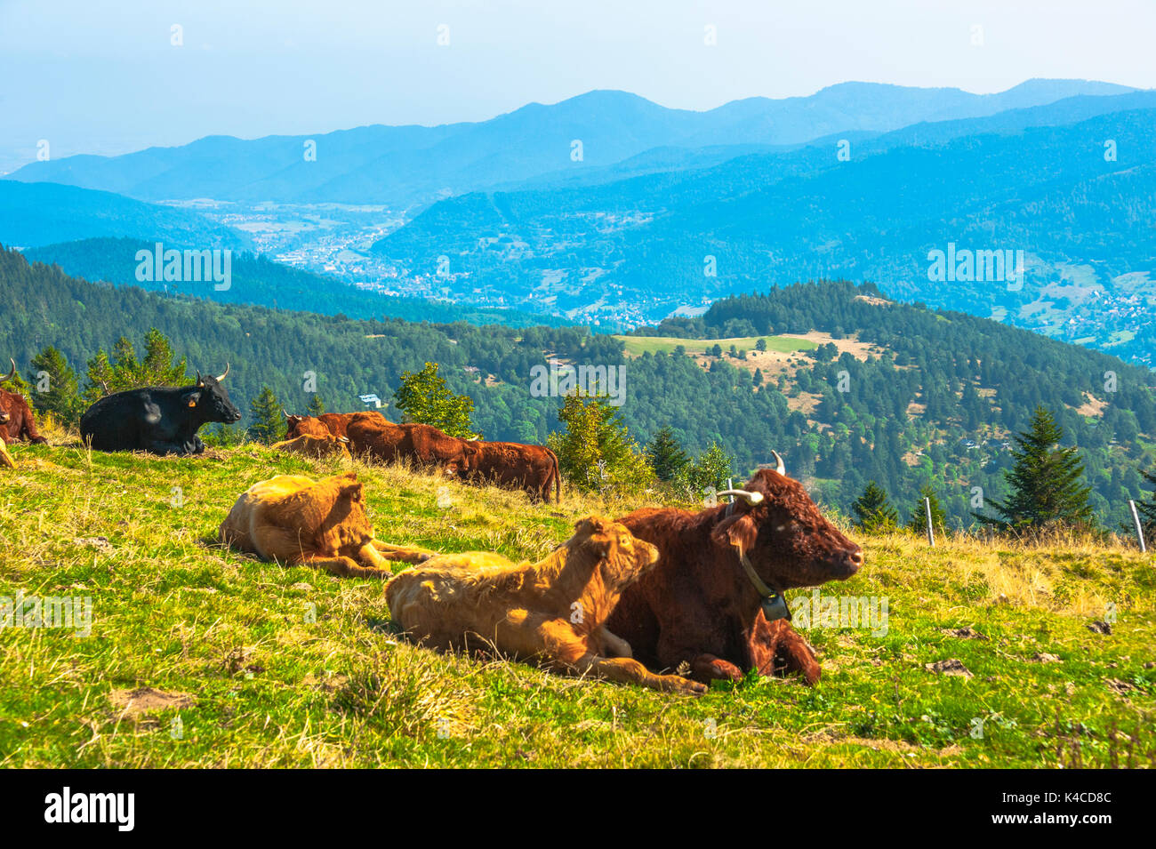Vaches avec vue sur la vallée de Munster, origine du célèbre fromage Munster, célèbre produit régional d'Alsace, France Banque D'Images