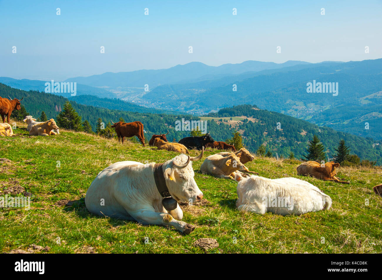 Vaches avec vue sur la vallée de Munster, origine du célèbre fromage Munster, célèbre produit régional d'Alsace, France Banque D'Images