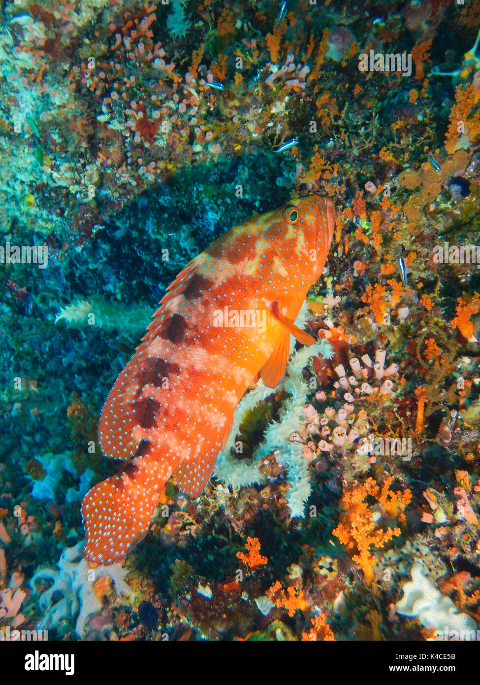 Le Mérou corail dans les récifs coralliens Banque D'Images