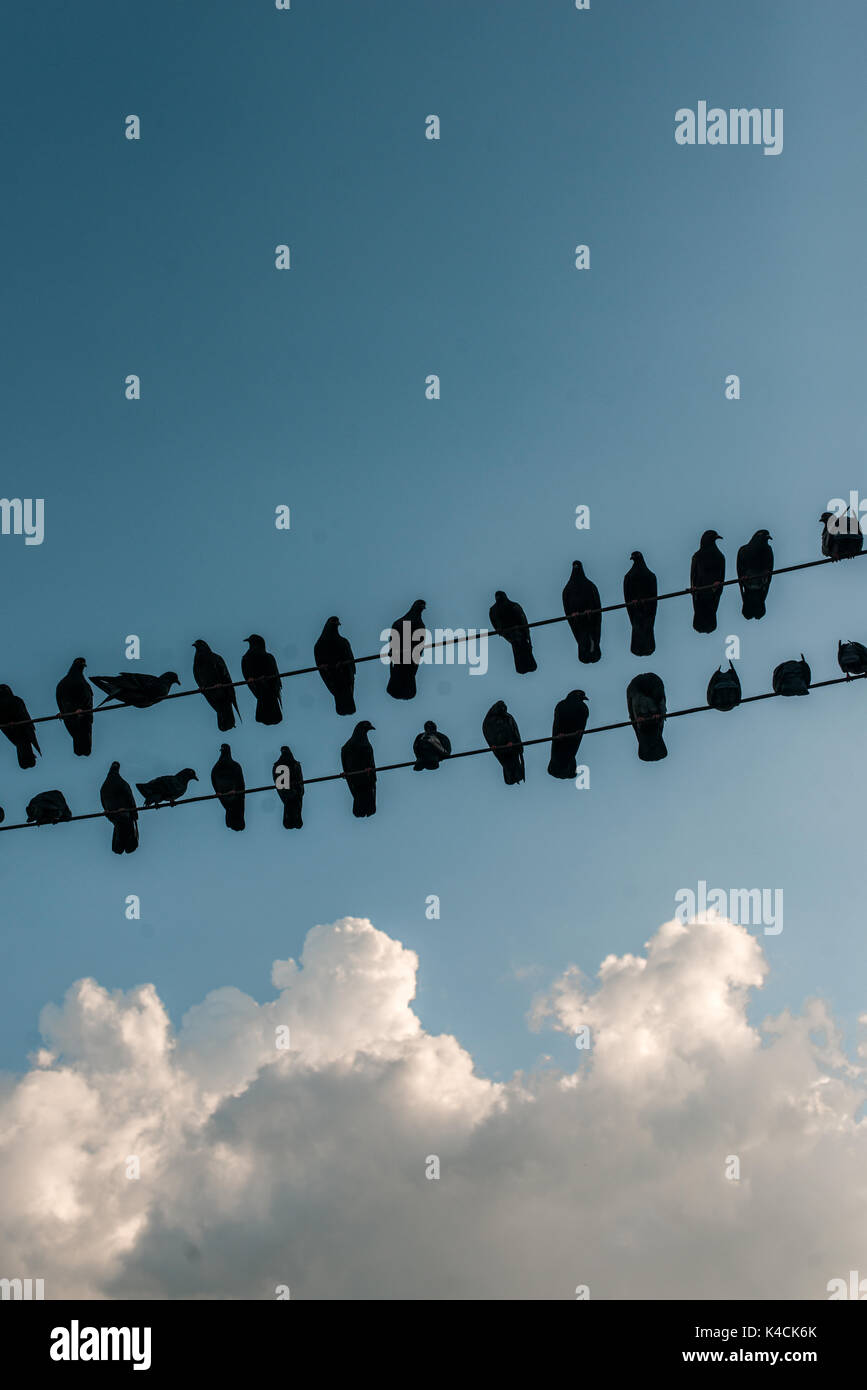 Oiseaux sur un fil sur un ciel bleu avec des nuages blancs Banque D'Images