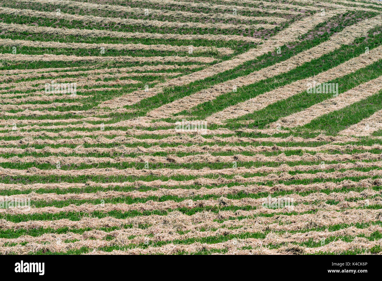 Le séchage du foin dans la Palouse, Washington Banque D'Images