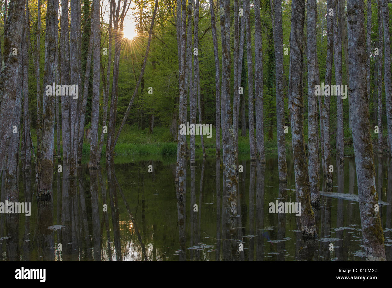 Paysage de prairie marécageuse, arbres poussant dans une zone inondée, rayon de soleil Banque D'Images