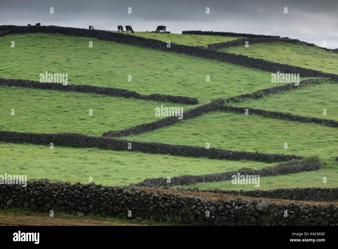 Les verts pâturages et champs bordée par d'innombrables murets de pierres sèches de roche volcanique, Terceira, Açores Banque D'Images