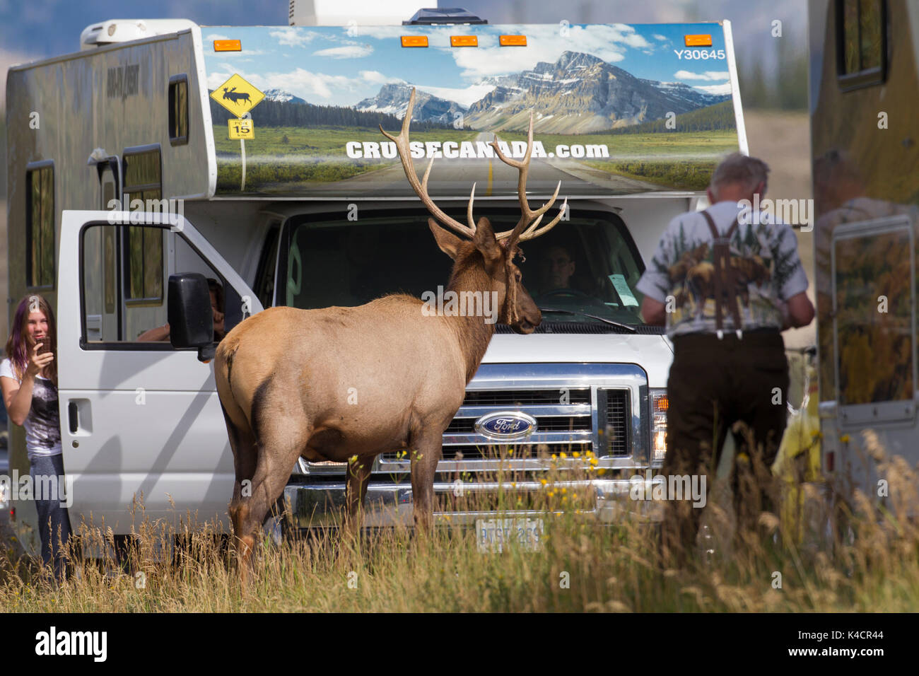Wapiti Wapiti (Cervus canadensis /) bull crossing Road en face de touristes en camping-car, Jasper National Park, Alberta, Canada Banque D'Images