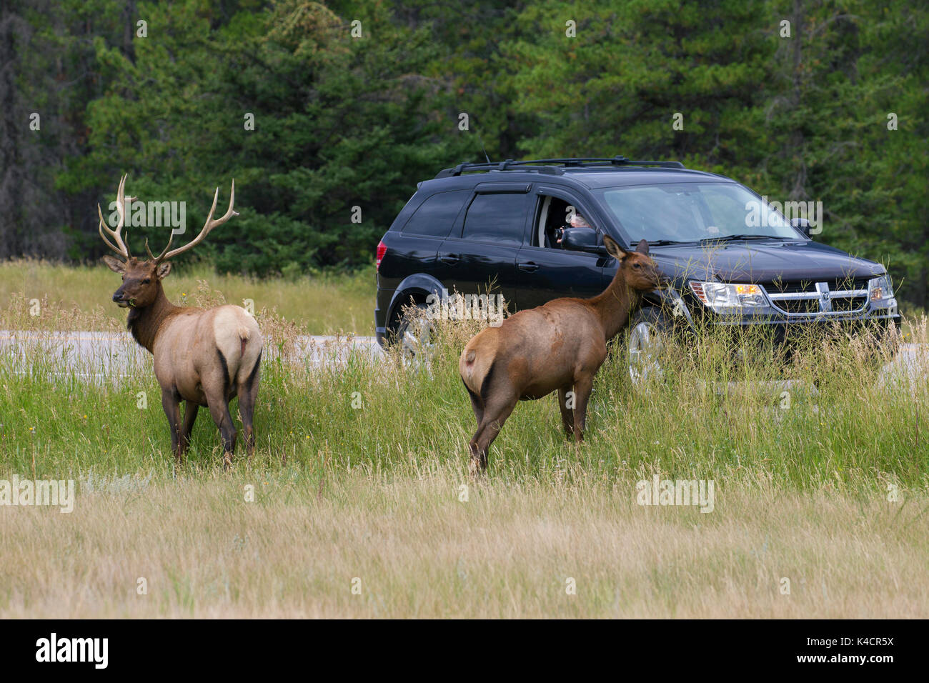 Voiture de tourisme dans la prise de photos d'elk / wapitis (Cervus canadensis) près de road dans la saison de vacances en été, Jasper National Park, Alberta, Canada Banque D'Images