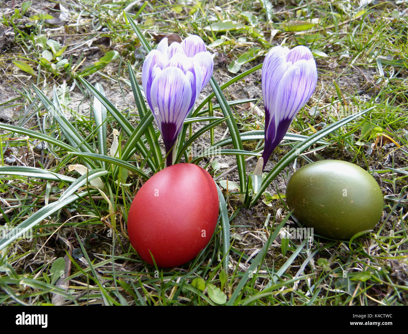Les Crocus violet et Œufs de Pâques colorés Banque D'Images